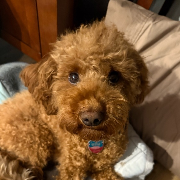 THE JOY SISTERS ARE LIVE!!! - Picture 3 of 5